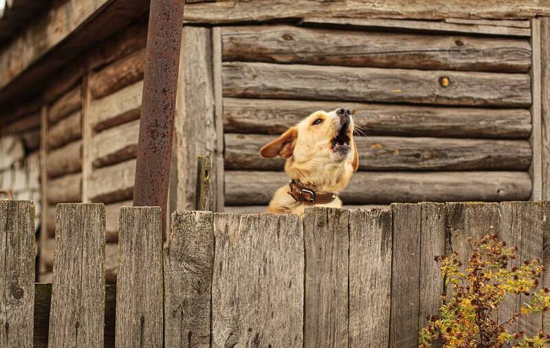 A dog with a beautiful wooden fence