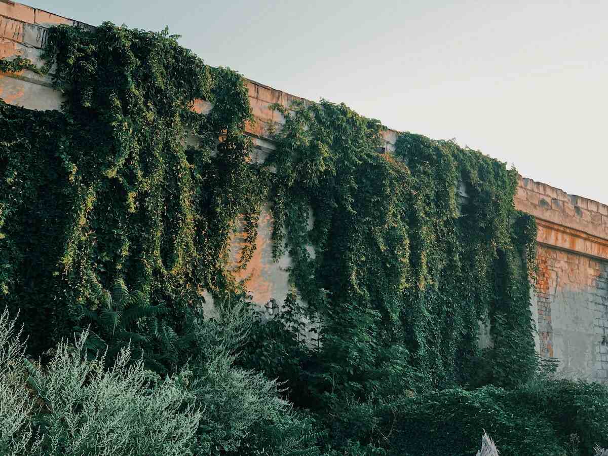 A tall brick fence covered with plants which might be a spite fence for neighbors