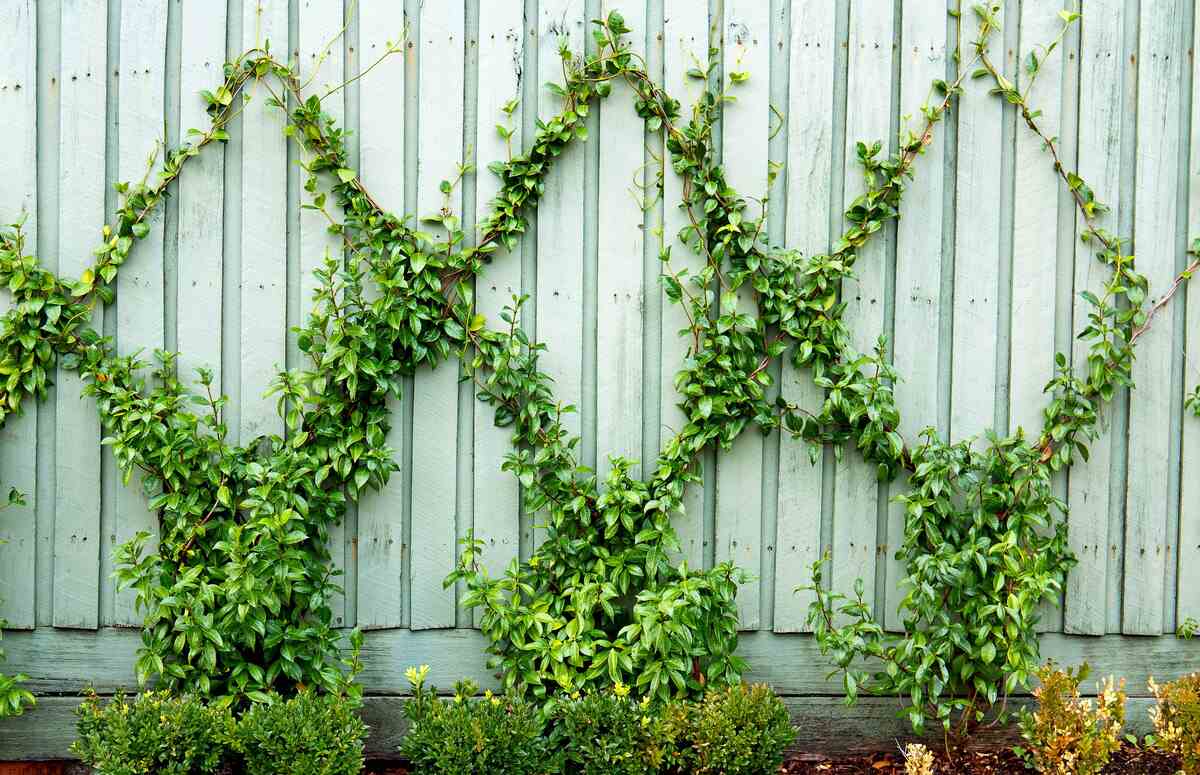 wood fence with plant vines growing up the fence in a diamond pattern